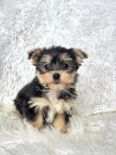 Charger l&#39;image dans la galerie, Winston Male Toy Morkie