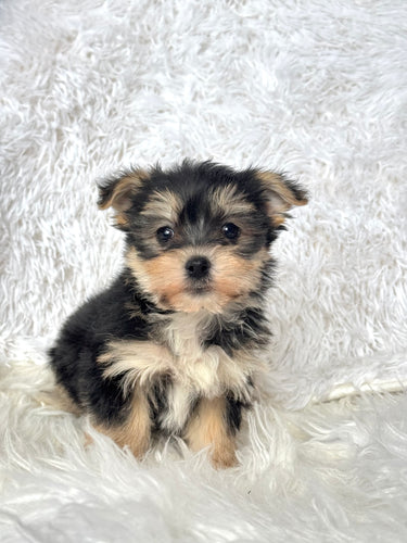 Winston Male Toy Morkie