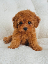 Load image into Gallery viewer, Maple Female Toy Poodle (reserved)