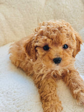 Charger l'image dans la galerie, Carol Female Toy/Mini Poodle (reserved)