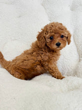 Load image into Gallery viewer, Brioche Female Toy/Mini Poodle