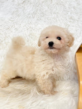 Load image into Gallery viewer, Harry Male Toy Maltipoo