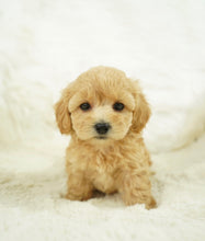 Load image into Gallery viewer, Biscuit Female Toy Maltipoo