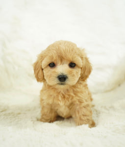 Biscuit Female Toy Maltipoo