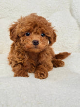 Load image into Gallery viewer, Elizabeth Female Toy/Mini Poodle
