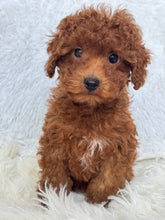 Load image into Gallery viewer, Appi Male Toy/Mini Poodle