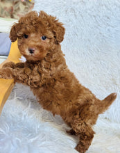 Load image into Gallery viewer, Max Male Mini Poodle