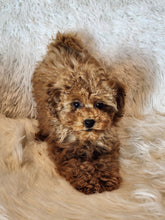 Load image into Gallery viewer, Patrick Male Toy/Mini Poodle