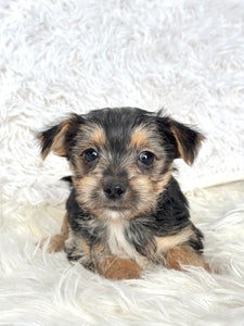 Scooter Male Toy Morkie