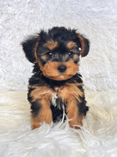 Load image into Gallery viewer, Pumpkin Male Toy Morkie