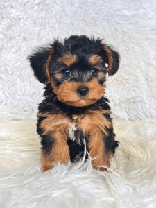 Pumpkin Male Toy Morkie