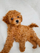 Cargar imagen en el visor de la galería, Buddy Male Toy/Mini Poodle