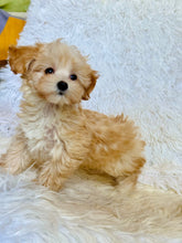 Load image into Gallery viewer, Gus Male Toy Maltipoo