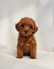 Charger l'image dans la galerie, Kiara Female Toy/Mini Poodle
