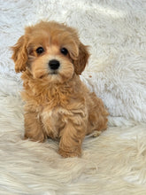 Load image into Gallery viewer, Amelia Female Toy Maltipoo