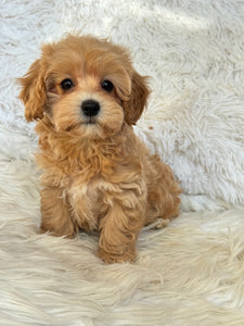 Amelia Female Toy Maltipoo