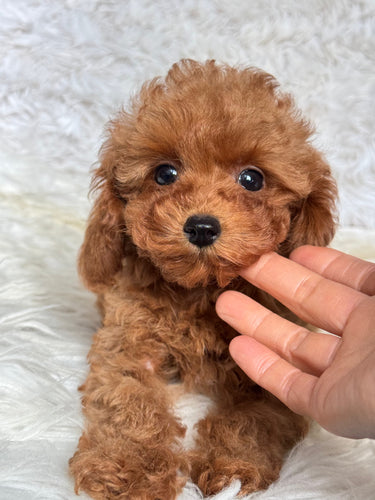 Hope Female Tiny Toy Poodle
