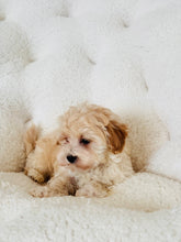 Load image into Gallery viewer, Jellybean Male Toy Maltipoo
