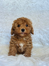 Load image into Gallery viewer, Buddy Male Mini Poodle