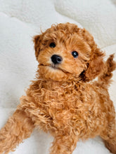Cargar imagen en el visor de la galería, Buddy Male Toy/Mini Poodle