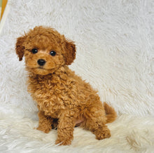Load image into Gallery viewer, Ginger Female Toy Poodle
