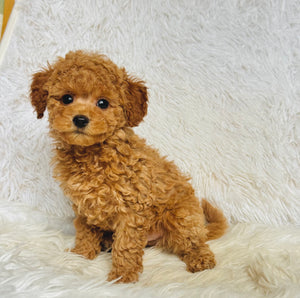Ginger Female Toy Poodle