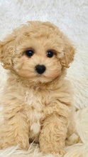 Load image into Gallery viewer, Nova Female Toy/Mini Maltipoo