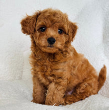 Cargar imagen en el visor de la galería, Christian Male Toy/Mini Poodle