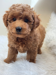 Tala Female Mini Poodle