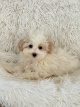 Load image into Gallery viewer, Lisa Female Toy Maltipoo
