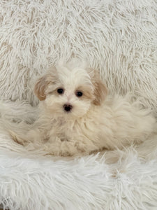 Lisa Female Toy Maltipoo