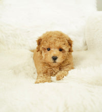 Load image into Gallery viewer, Bobby Male Tiny Toy Poodle