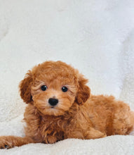 Cargar imagen en el visor de la galería, Nala Female Mini Poodle