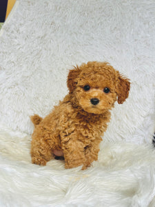 Ginger Female Toy Poodle