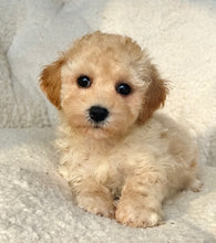 Load image into Gallery viewer, Charles Male Toy Maltipoo