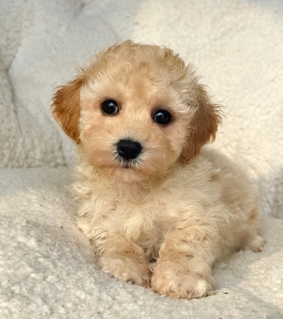 Maltipoo Puppies For Sale – Balises 