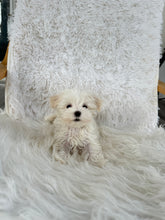 Load image into Gallery viewer, Keiko Female Toy Maltese