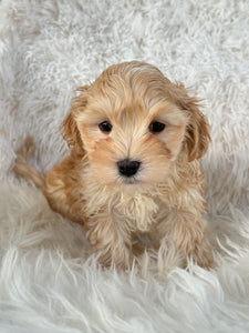 Nagano Male Toy Maltipoo