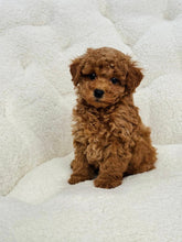 Load image into Gallery viewer, Chestnut Female Toy/Mini Poodle