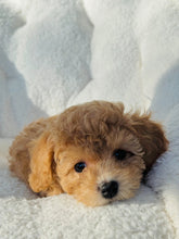 Cargar imagen en el visor de la galería, Bella Female Toy/Mini Poodle (reserved)
