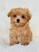 Cargar imagen en el visor de la galería, Isabella Female Teacup Maltipoo