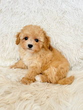 Load image into Gallery viewer, Augusta Female Toy/Mini Maltipoo