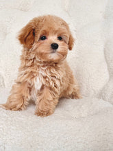 Load image into Gallery viewer, Cookie Male Toy Maltipoo