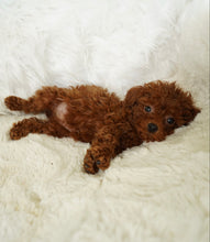 Load image into Gallery viewer, Momo Female Toy Poodle