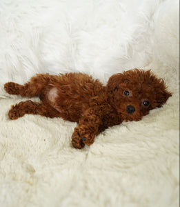 Momo Female Toy Poodle