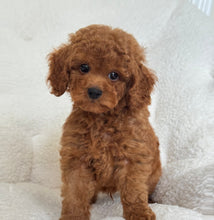 Cargar imagen en el visor de la galería, Peter Male Toy/Mini Poodle