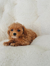 Load image into Gallery viewer, Pixie Female Toy/Mini Maltipoo