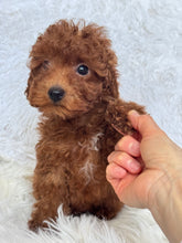 Load image into Gallery viewer, Appi Male Toy/Mini Poodle