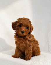 Charger l'image dans la galerie, Kiara Female Toy/Mini Poodle