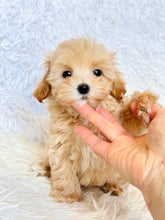 Charger l&#39;image dans la galerie, Tommy Male Toy Maltipoo